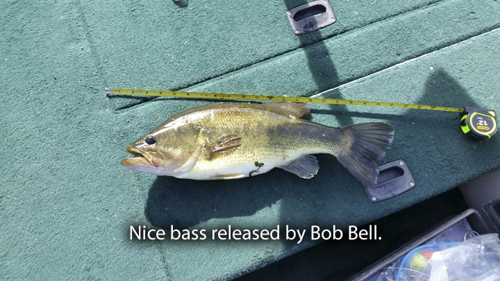 Bob Bess's bass