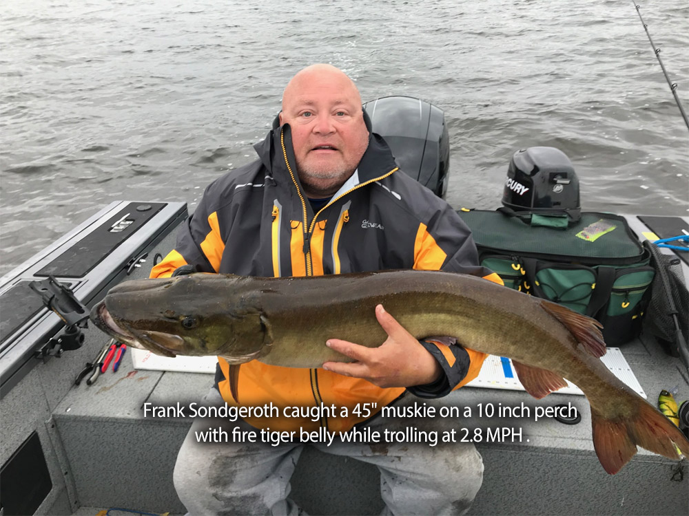 Frank released a 45" Musky 