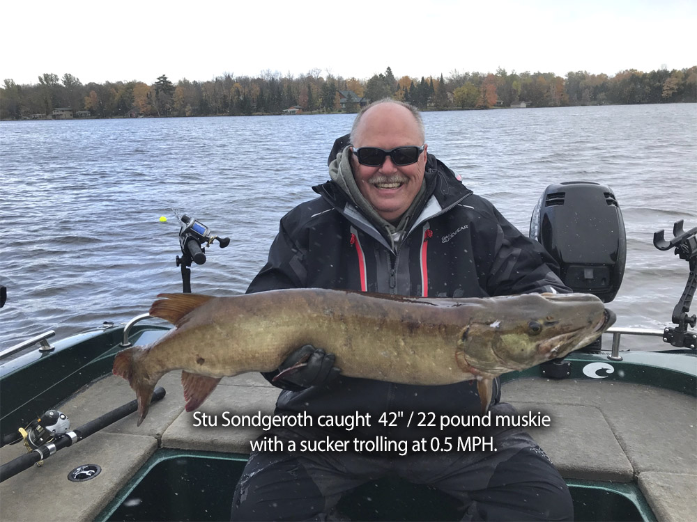 Stu released a 42" fish